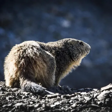 C'era Volta Panetteria * デモンテ