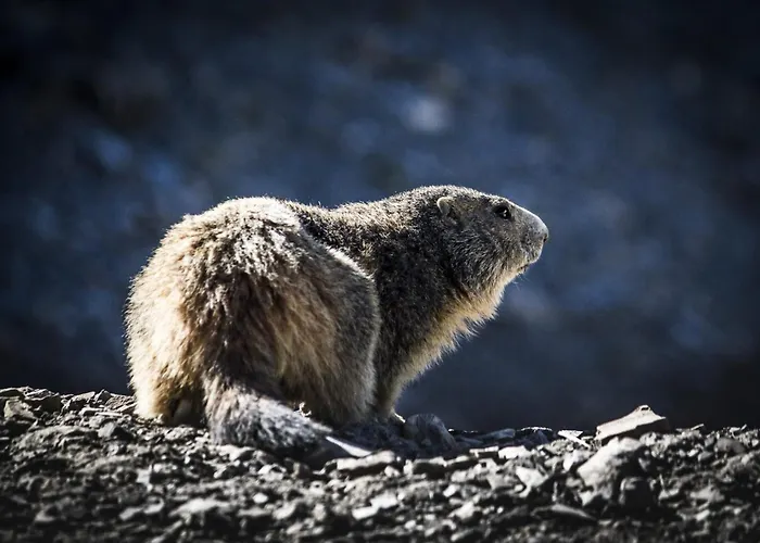 C'era Volta Panetteria * Demonte